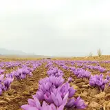 Hajiabad