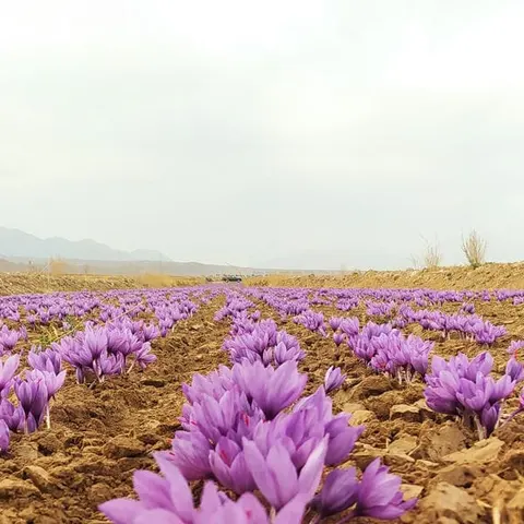 Hajiabad