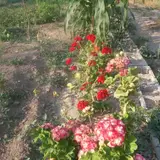 مشاور املاک ریحانی