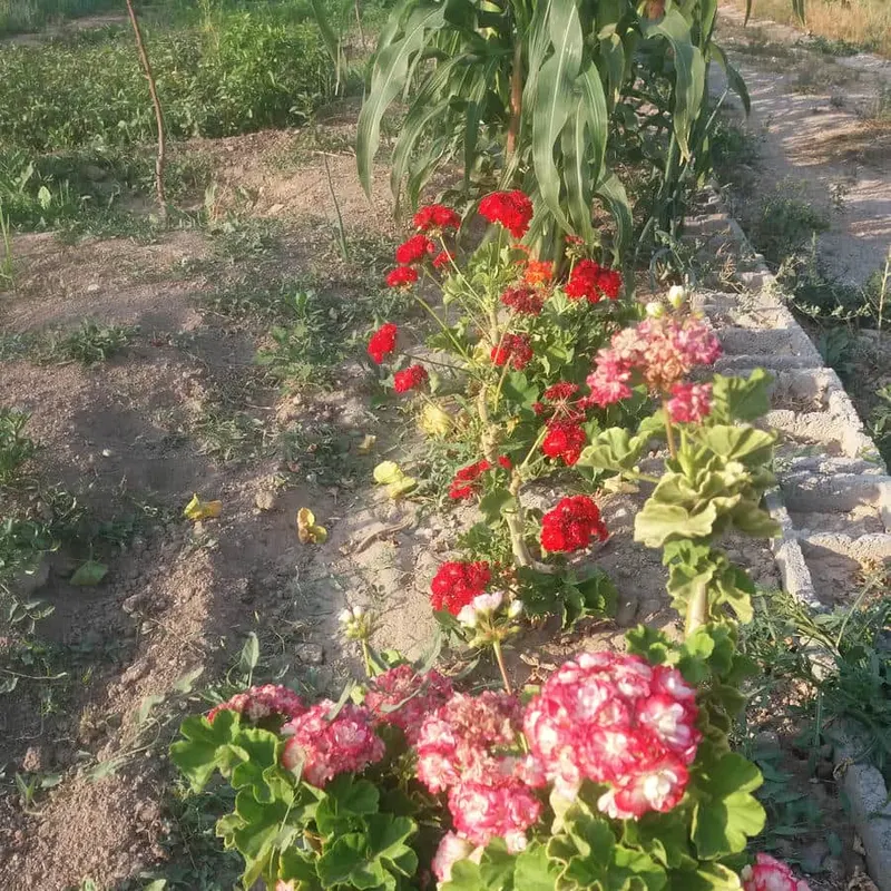 مشاور املاک ریحانی