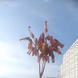 ساختمان اریا