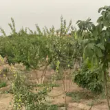 اشتهارد مرادتپه ، صحت آباد ، استان البرز ، ایران