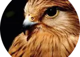 املاک شاهین بندرگز