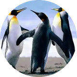 دلخواه سازه