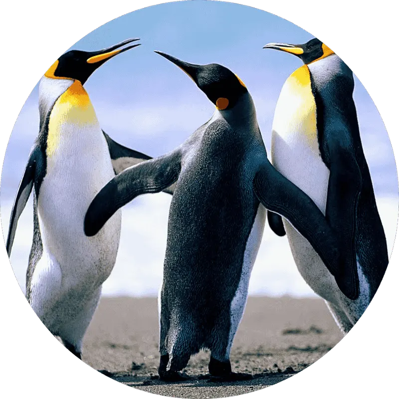 دلخواه سازه