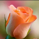 مشاور املاک برج سفید