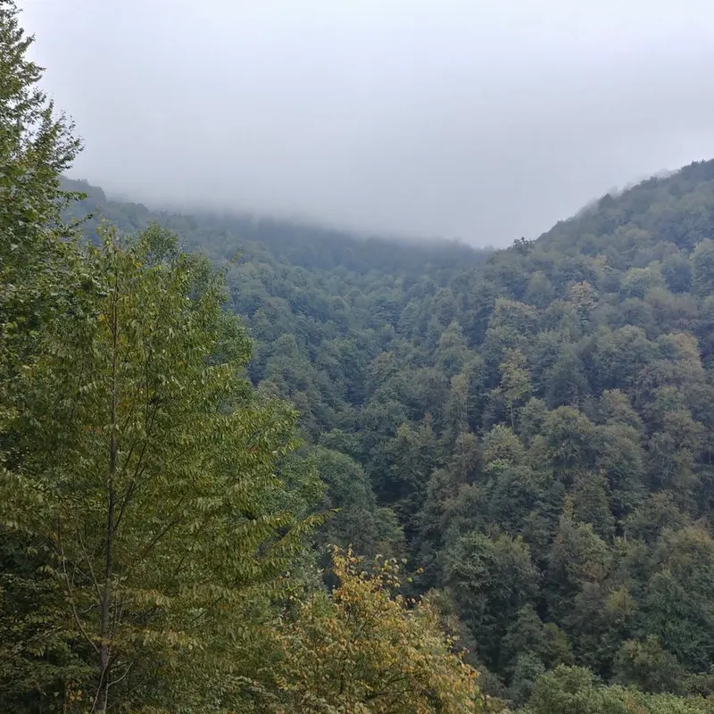 Abbas abad Jungle