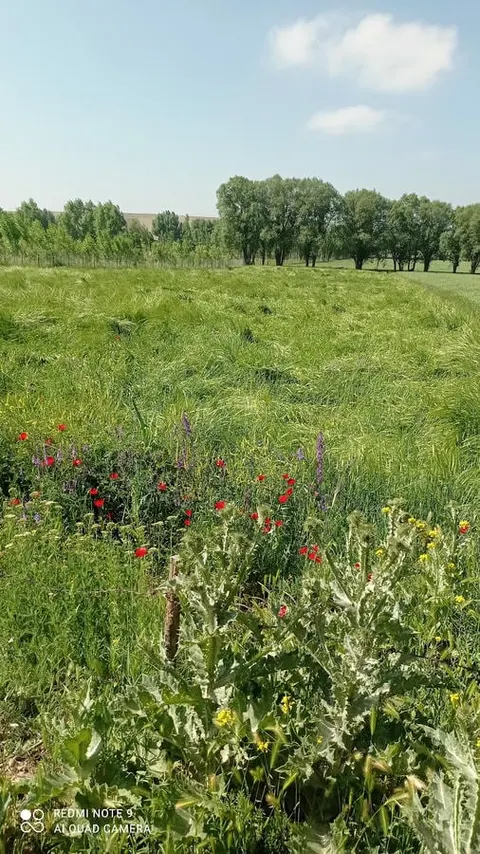 بن بست پدر نیر،اردبیل