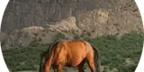 مشاور املاک اخوان دالوند