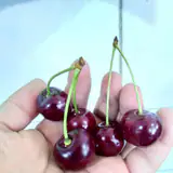 فاروج انگشتر سرای یاقوت کبود