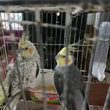 بلوار طبرسی شمالی
