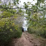 مورد گیلانغرب
