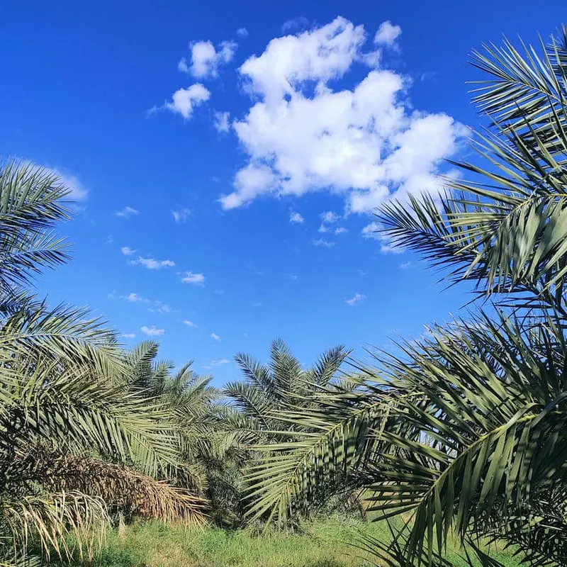 عمار