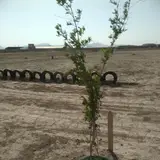 Garden zarein