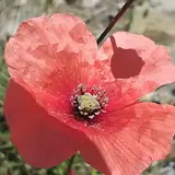 املاک دریا دشت