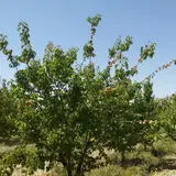 Dasht-ebayaz