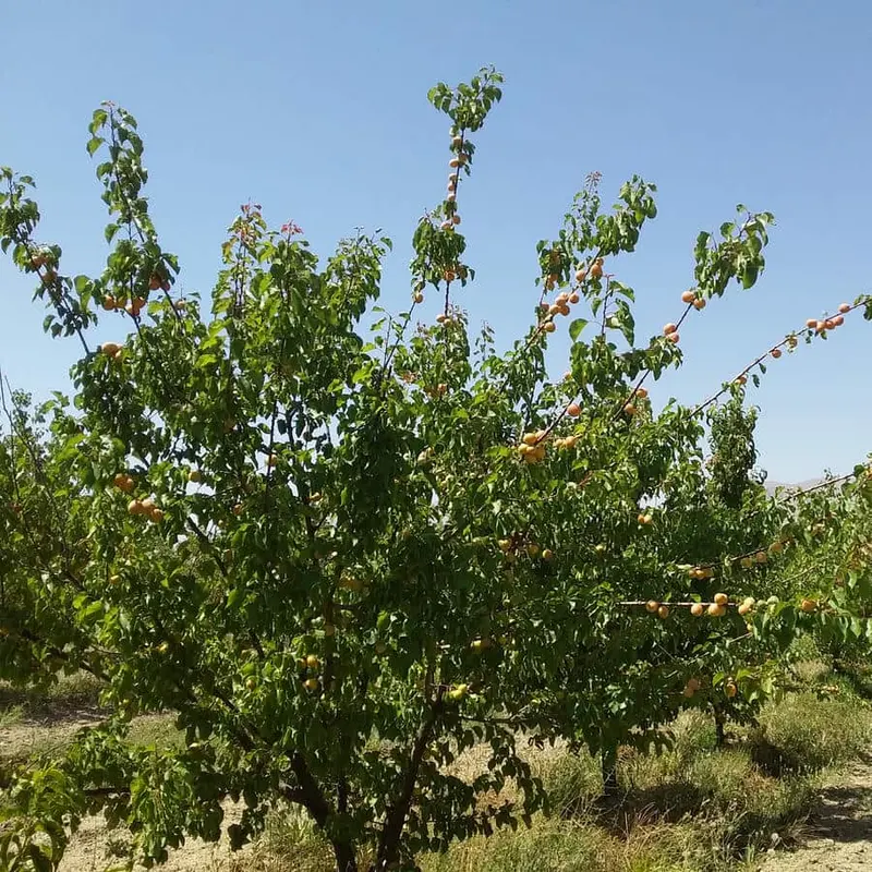 Dasht-ebayaz