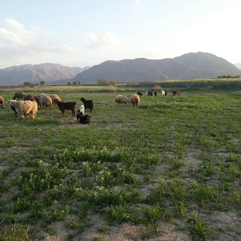 دشت بیاض