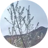 مسکن سَمیران