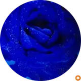 تعمیرات موبایل علیرضا ( ای تو )