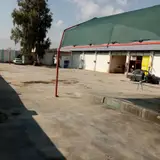مجتبی