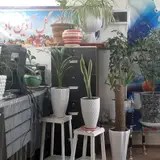 پژوهش جهاد دانشگاهی سیستان و بلوچستان