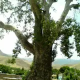 درخت چنار سیردان