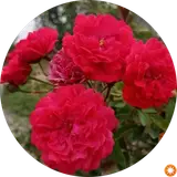 هنرستان فنی حرفه ای ( امام خمینی)