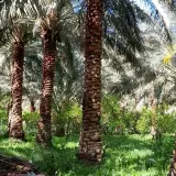بم خودرو