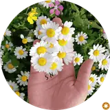 مهندسی مکانیک و برق خودرو مسلم فیروزی