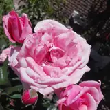 کارواش بخار وصفرشویی پاک