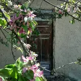 بهزیستی جوانه فریباگوهررستمی?