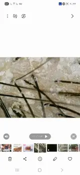 اسکراب اسکالپ(پاکسازی کف سر)