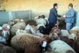 مرکز عرضه دام فسا