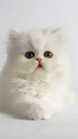 پت شاپ بینگو