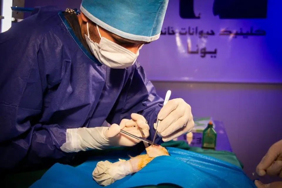 کلینیک دامپزشکی یونا
