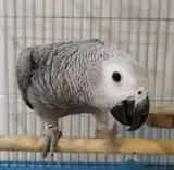 پرنده سرای جزایر قناری