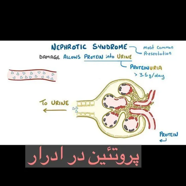دکتر فرناز برزی