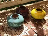 گل و گیاه آپارتمانی ریگارت