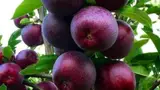 حجره میدان مرکزی میوه و تره بار تهران حسین زالی( شرافت)