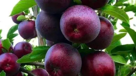 حجره میدان مرکزی میوه و تره بار تهران حسین زالی( شرافت)