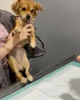 پت شاپ نبض