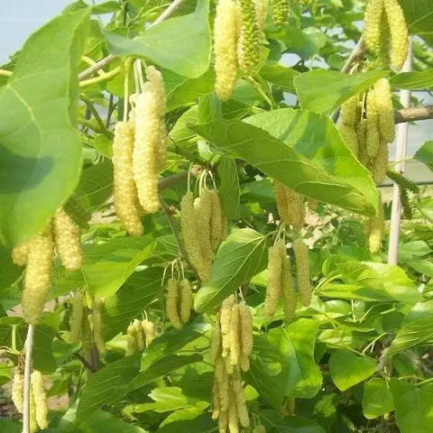 فروش گل گیاه اپارتمانی نهال درختچه بوته