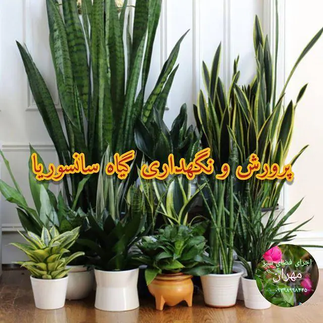 موسسه گل و گیاه کریمی