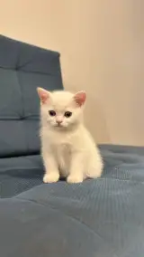 پانسیون گربه و جونده غرب