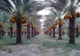 پخش خرما نجوان