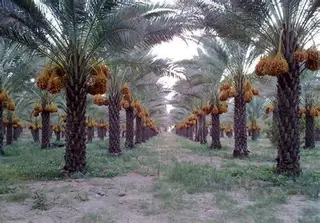 پخش خرما نجوان