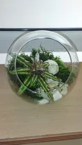 نانسی گل