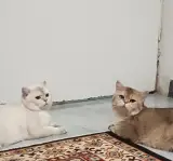 پانسیون نگهداری و درمان سگ و گربه جهانی