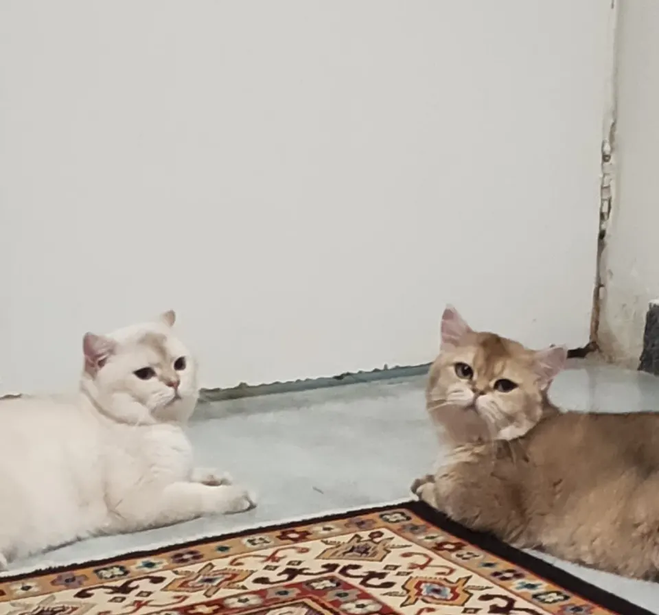 پانسیون نگهداری و درمان سگ و گربه جهانی